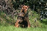 WELSH TERRIER 013